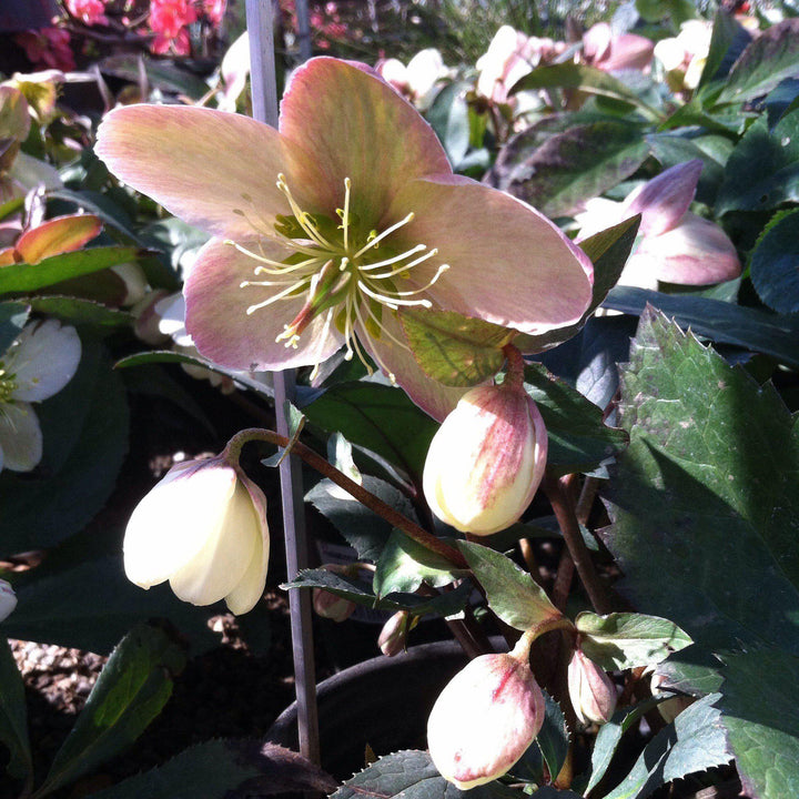Helleborus x ballardiae 'Candy Love' ~ Candy Love'Hellebore-ServeScape