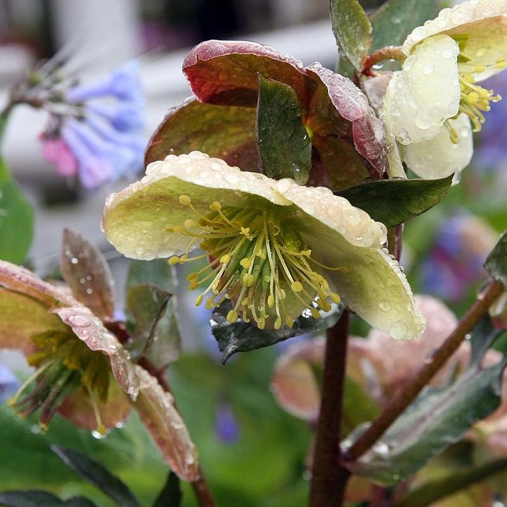 Helleborus x ballardiae 'Candy Love' ~ Candy Love'Hellebore-ServeScape