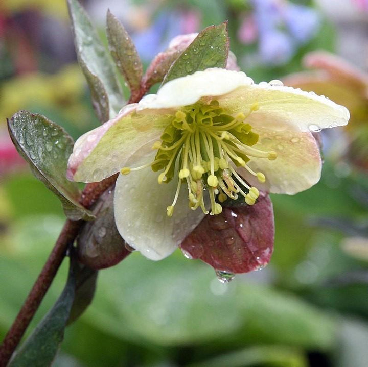 Helleborus x ballardiae 'Candy Love' ~ Candy Love'Hellebore-ServeScape