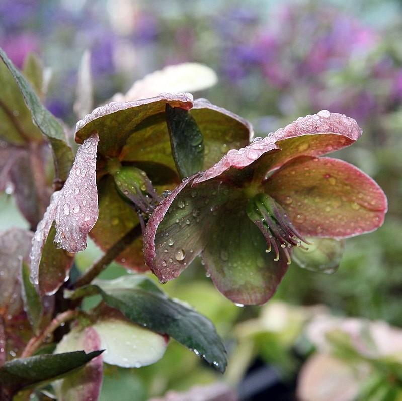 Helleborus x ballardiae 'Candy Love' ~ Candy Love'Hellebore-ServeScape