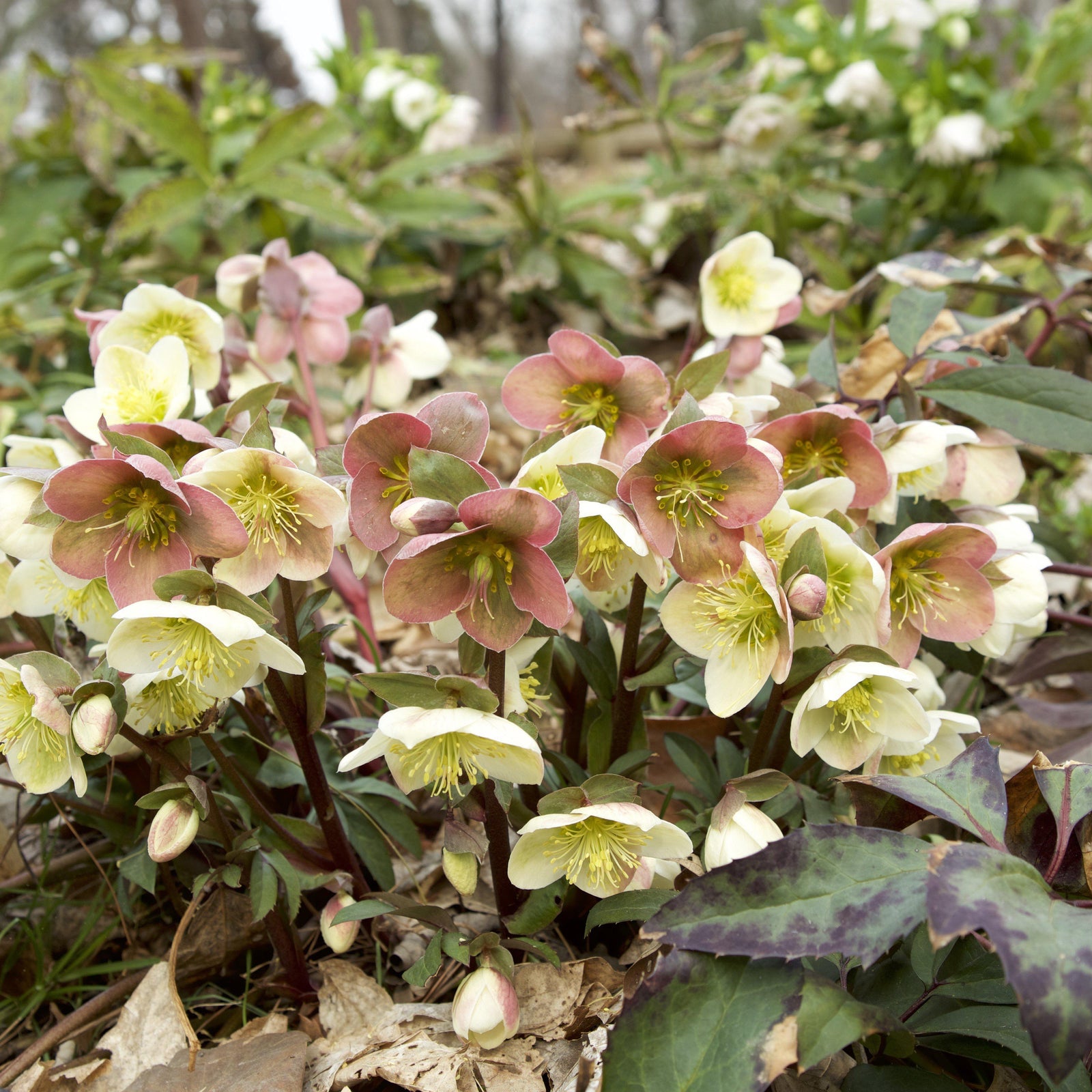 Helleborus x ballardiae 'Candy Love' ~ 'Candy Love' Hellebore - Delivered By ServeScape