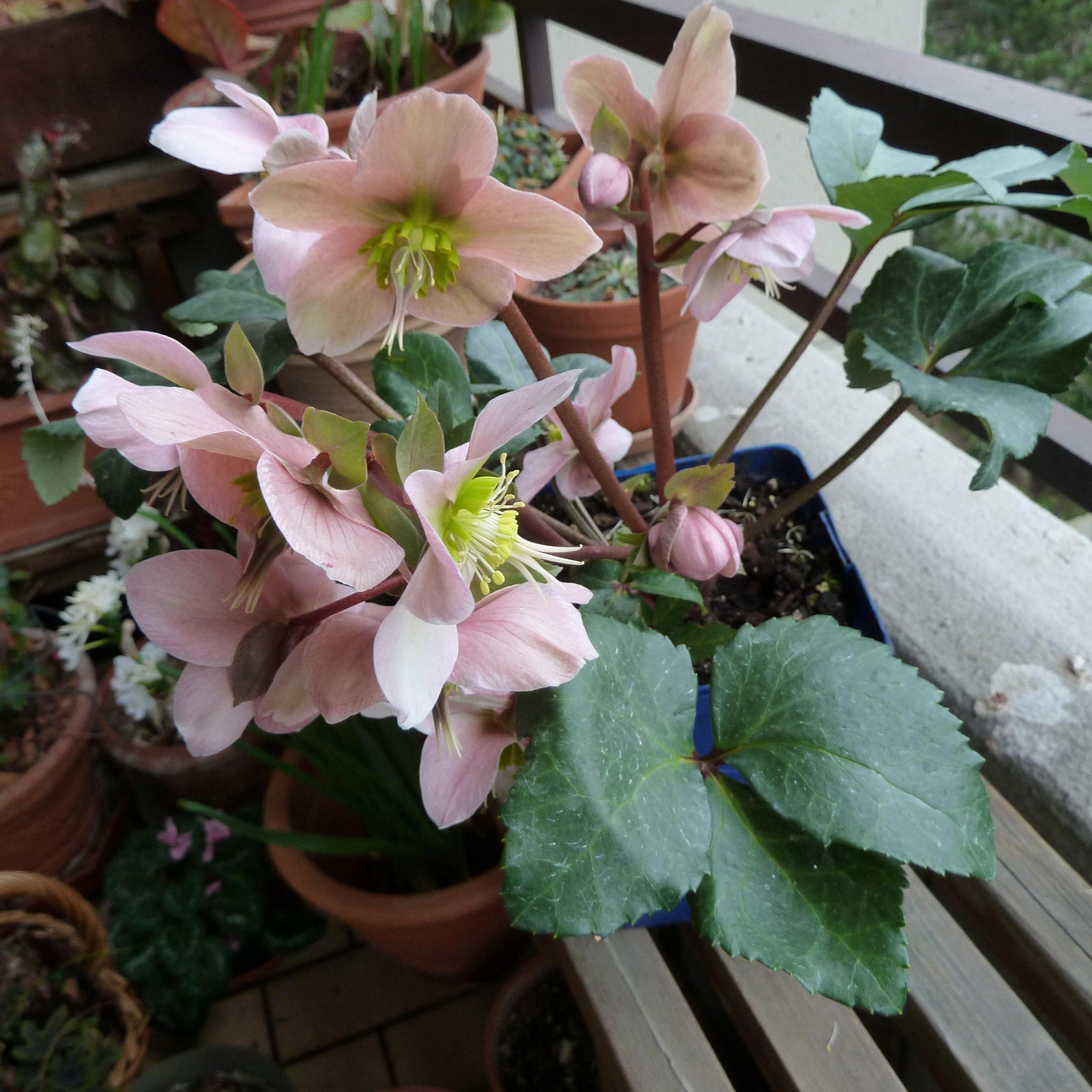 Helleborus x ericsmithii 'BLT02' ~ Angel Glow® Lenten Rose - Delivered By ServeScape