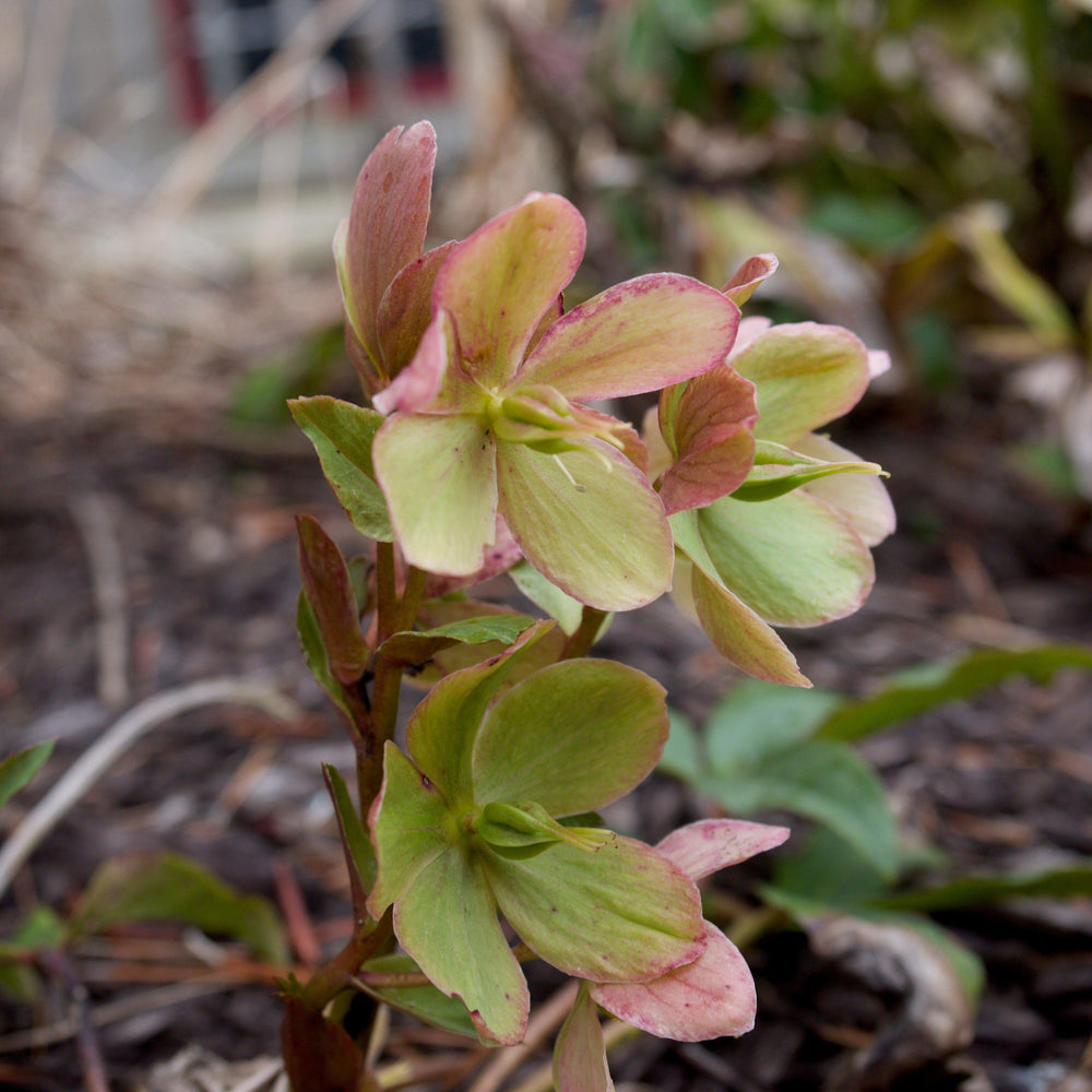 Helleborus x ericsmithii 'COSEH 730' ~ HGC® Champion Lenten Rose-ServeScape