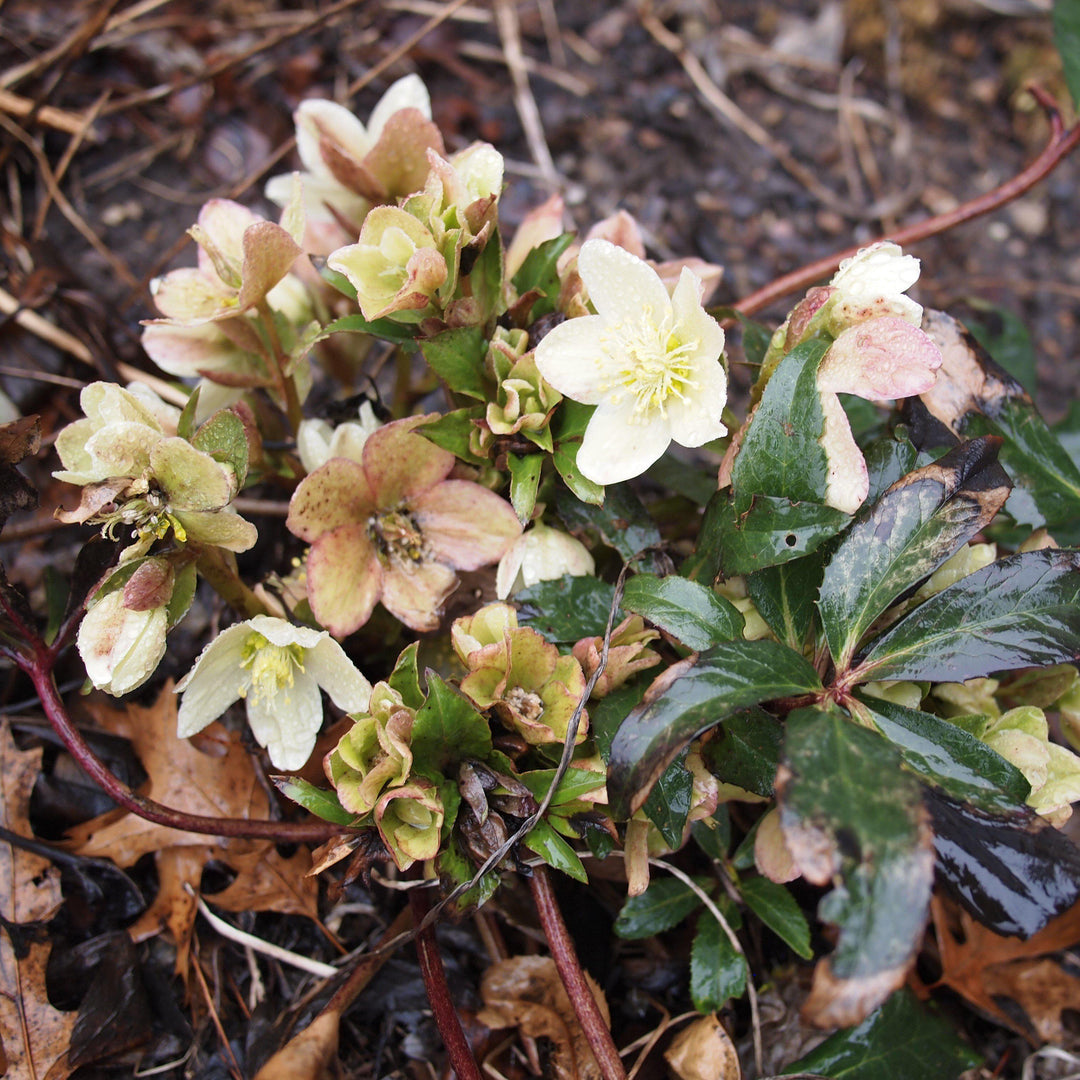 Helleborus x ericsmithii 'COSEH 730' ~ HGC® Champion Lenten Rose-ServeScape