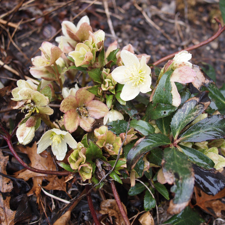 Helleborus x ericsmithii 'COSEH 730' ~ HGC® Champion Lenten Rose-ServeScape