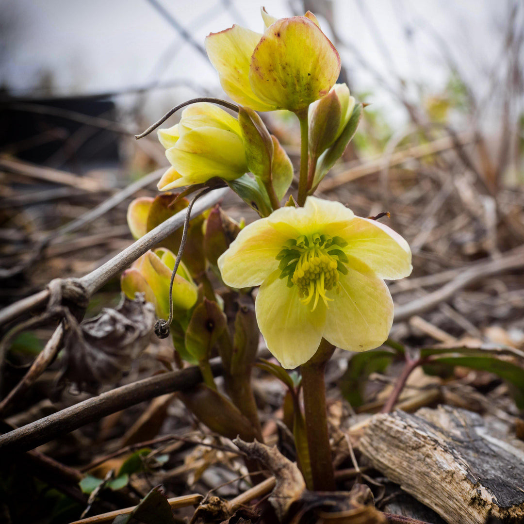 Helleborus x ericsmithii 'COSEH 730' ~ HGC® Champion Lenten Rose-ServeScape