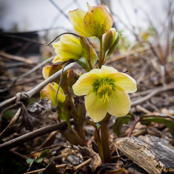 Helleborus x ericsmithii 'COSEH 730' ~ HGC® Champion Lenten Rose-ServeScape