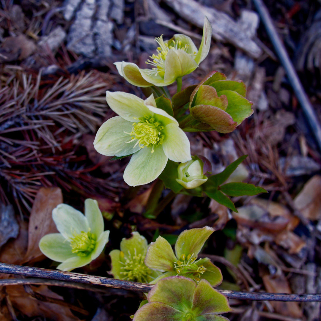 Helleborus x  ericsmithii 'COSEH 730' ~ HGC® Champion Lenten Rose - Delivered By ServeScape