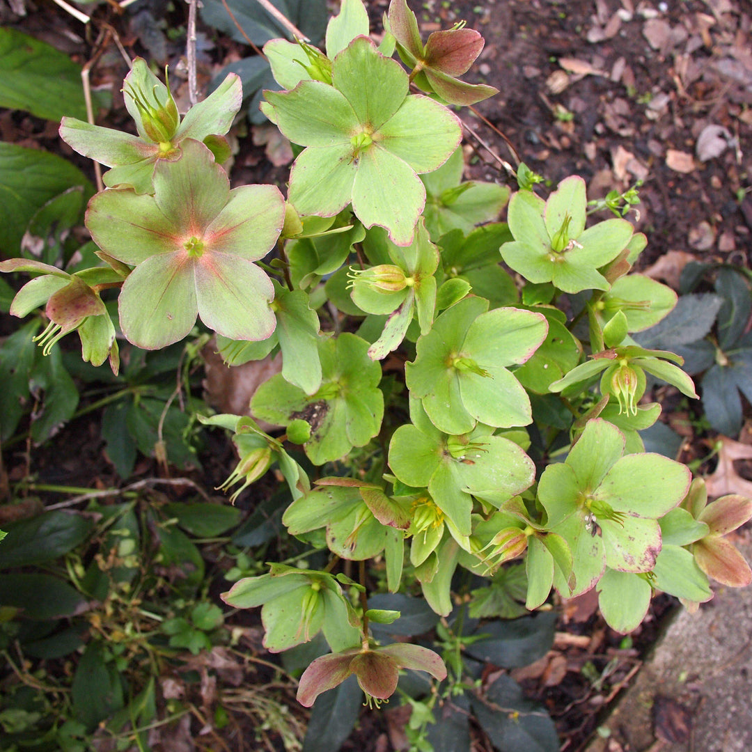 Helleborus x ericsmithii 'COSEH 730' ~ HGC® Champion Lenten Rose-ServeScape
