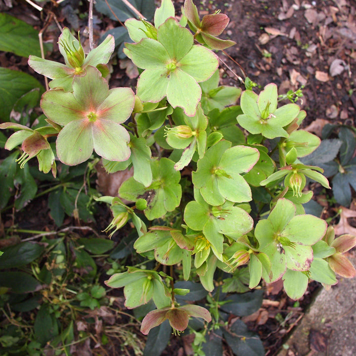 Helleborus x ericsmithii 'COSEH 730' ~ HGC® Champion Lenten Rose-ServeScape