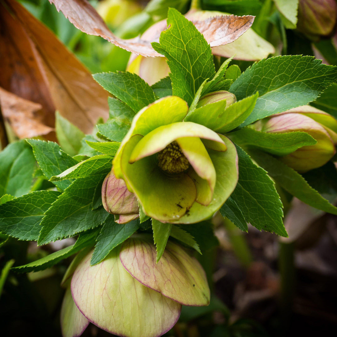 Helleborus x ericsmithii 'COSEH 730' ~ HGC® Champion Lenten Rose-ServeScape