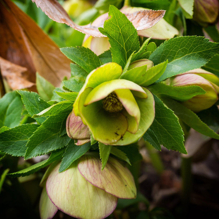 Helleborus x ericsmithii 'COSEH 730' ~ HGC® Champion Lenten Rose-ServeScape