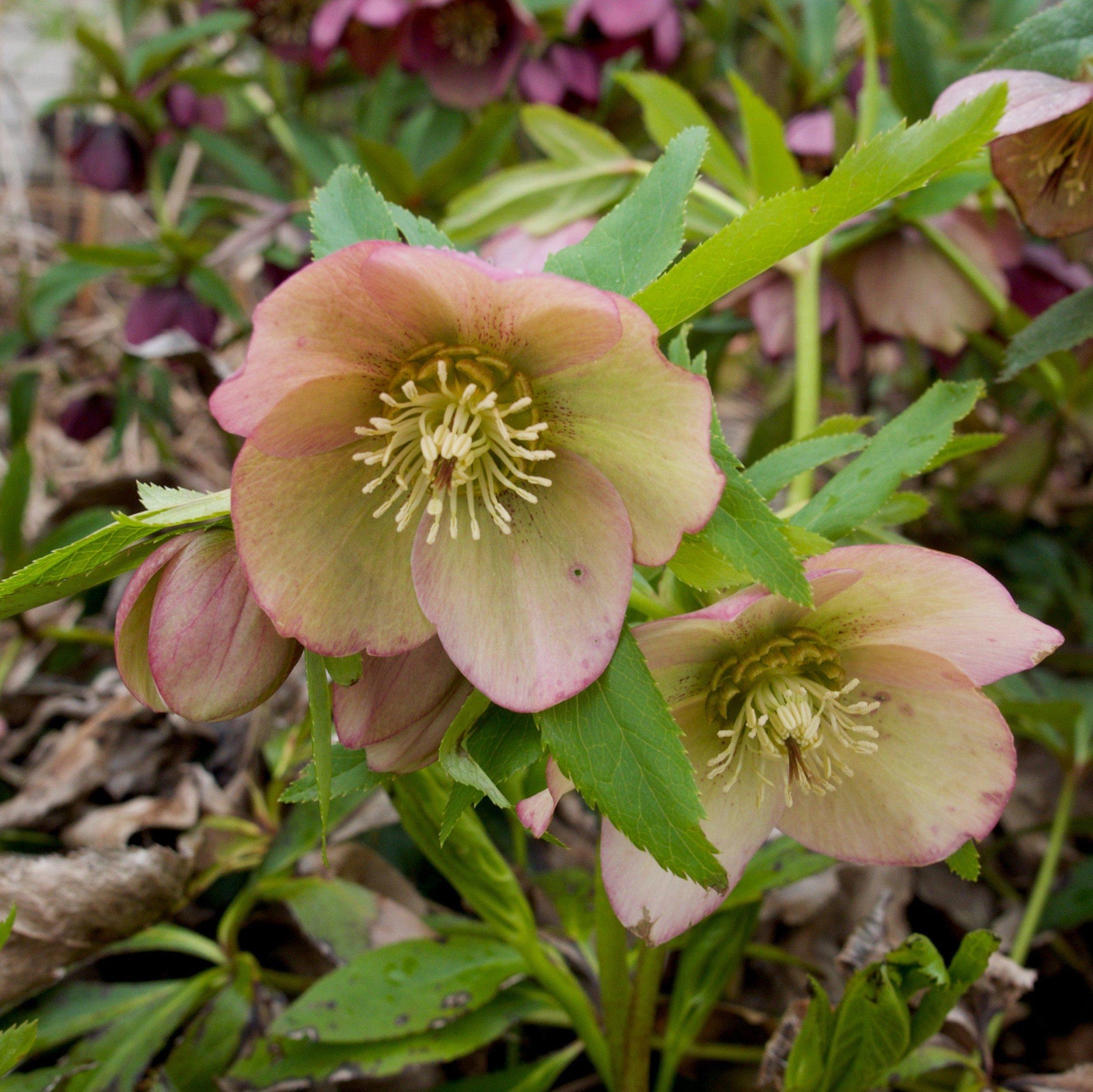Helleborus x ericsmithii 'COSEH 730' ~ HGC® Champion Lenten Rose-ServeScape
