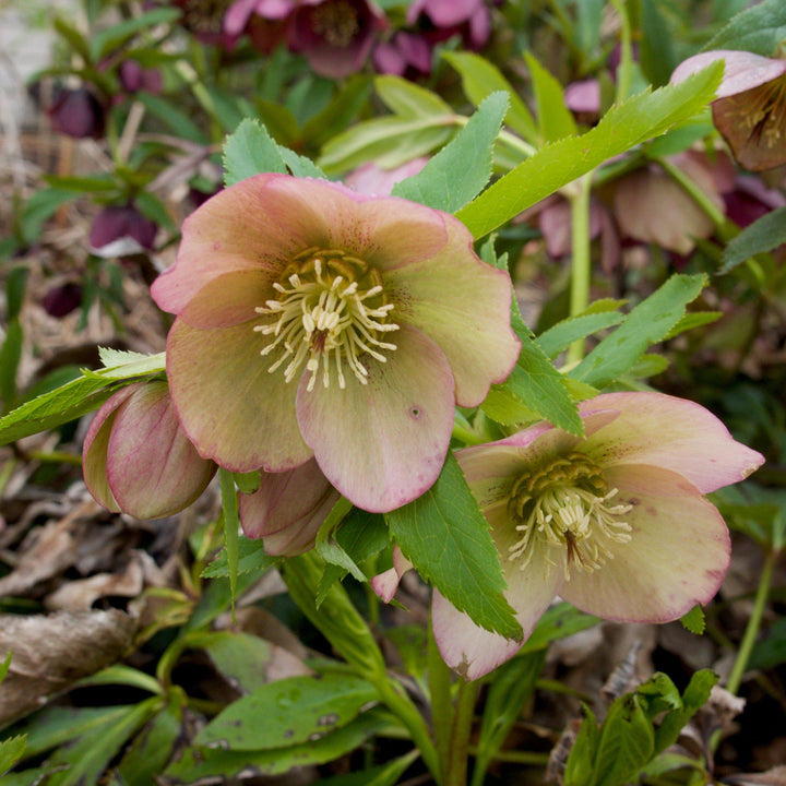 Helleborus x ericsmithii 'COSEH 730' ~ HGC® Champion Lenten Rose-ServeScape