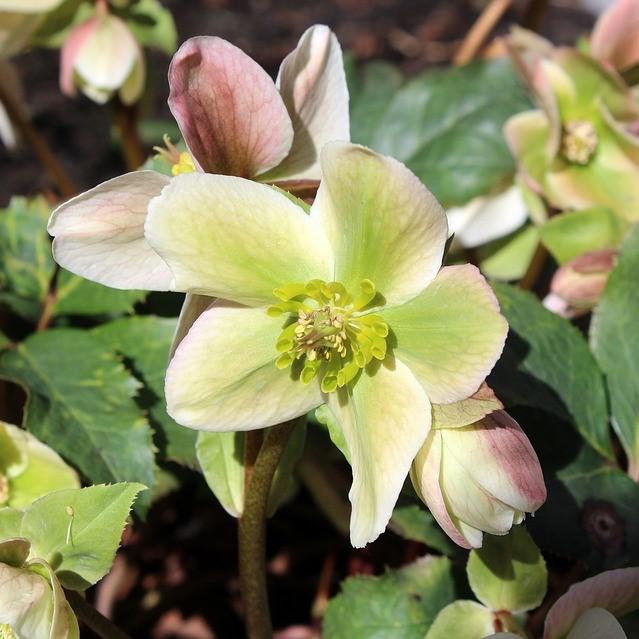 Helleborus x ericsmithii 'Cohesh740' ~ HGC® Joker Lenten Rose-ServeScape