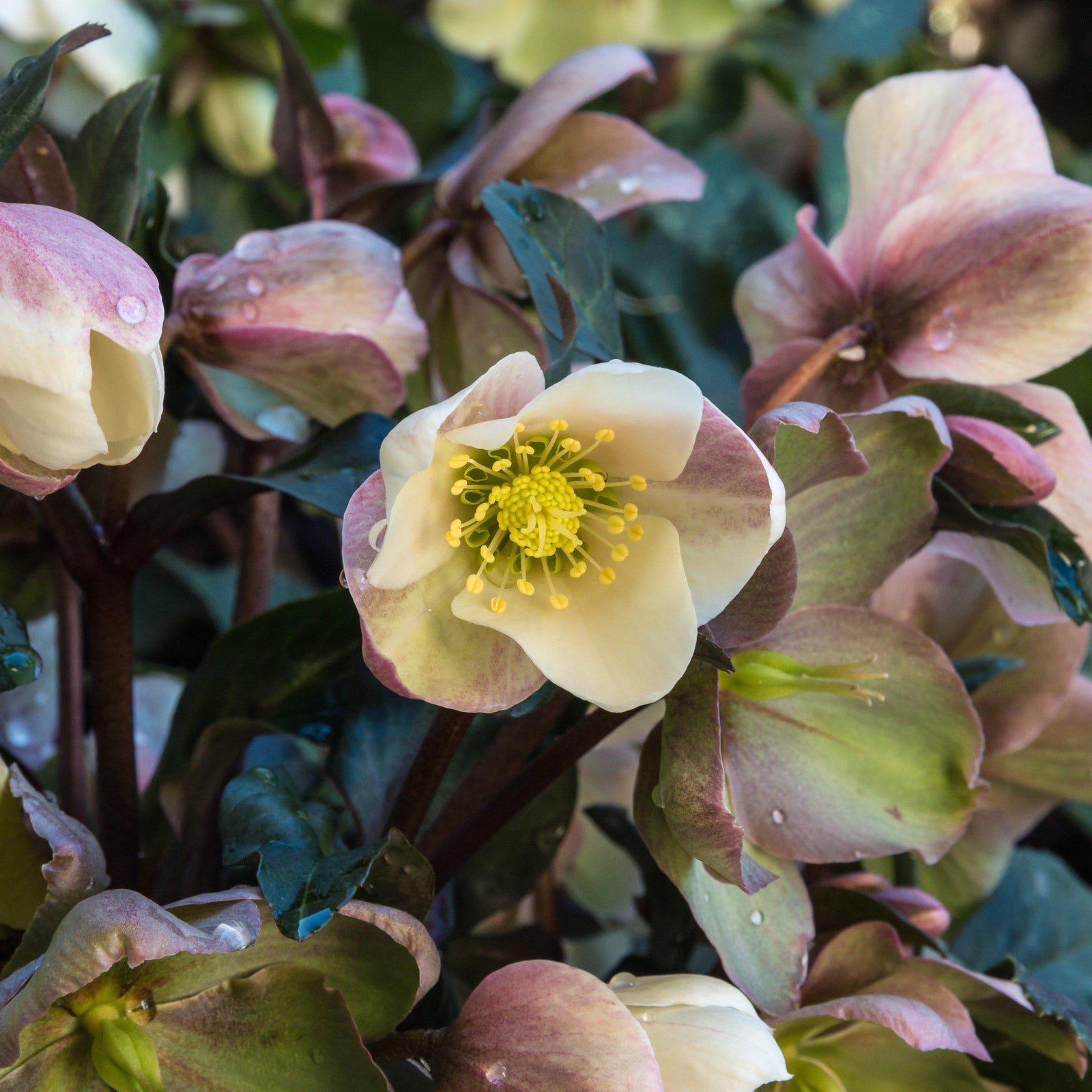 Helleborus x ericsmithii 'Cohesh740' ~ HGC® Joker Lenten Rose-ServeScape