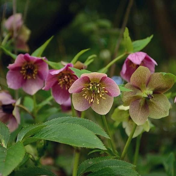 Helleborus x glandorfensis 'Ice N' Roses' ~ Gold® Ice N' Roses Hellebore - Pink - Delivered By ServeScape