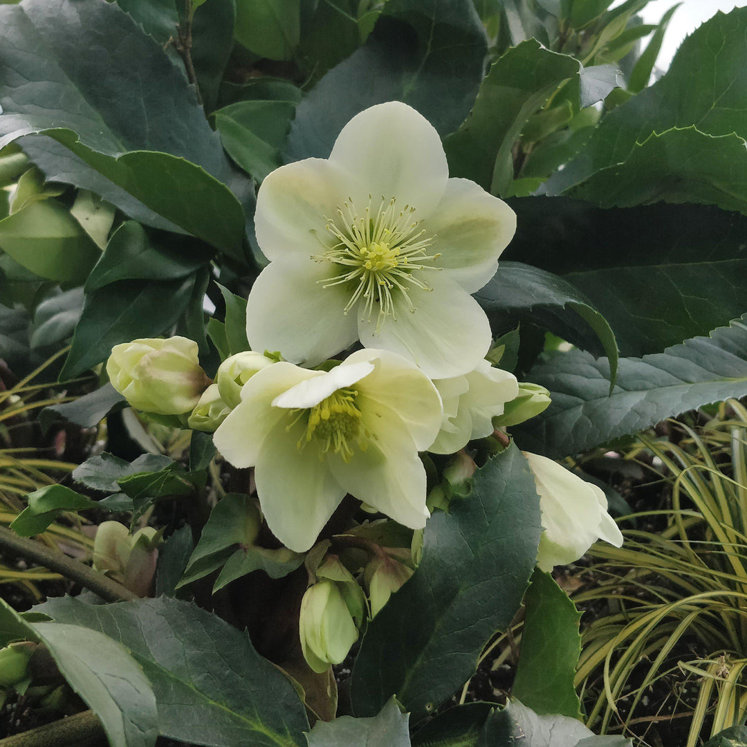 Helleborus x glandorfensis 'Ice N' Roses White' ~ Gold® Ice N' Roses White Lenten Rose-ServeScape