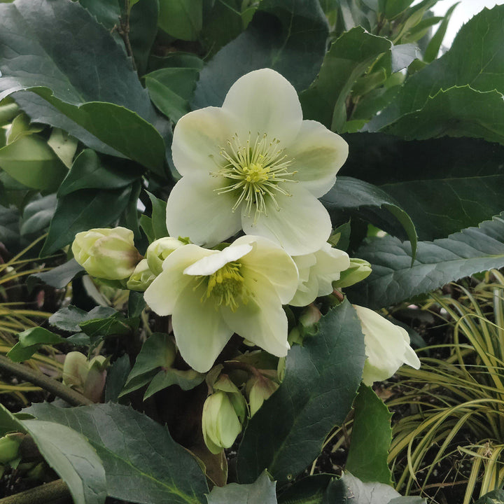 Helleborus x glandorfensis 'Ice N' Roses White' ~ Gold® Ice N' Roses White Lenten Rose-ServeScape