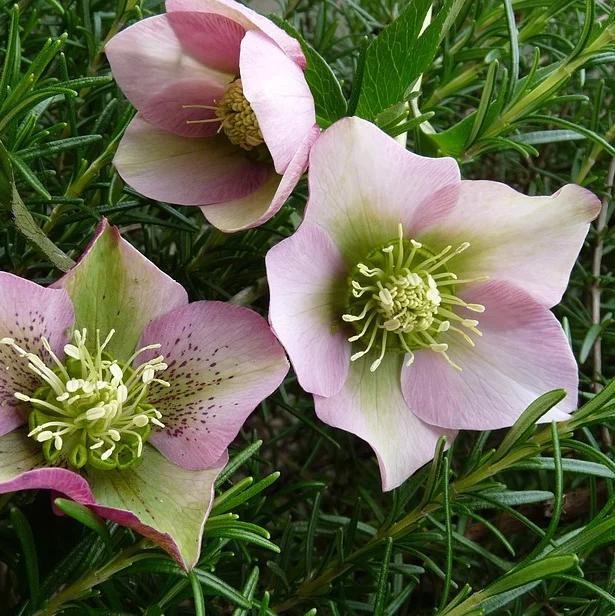 Helleborus x glandorfensis 'Love Bug' ~ HGC® Love Bug Lenten Rose-ServeScape