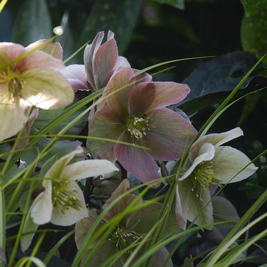 Helleborus x glandorfensis 'Love Bug' ~ HGC® Love Bug Lenten Rose-ServeScape