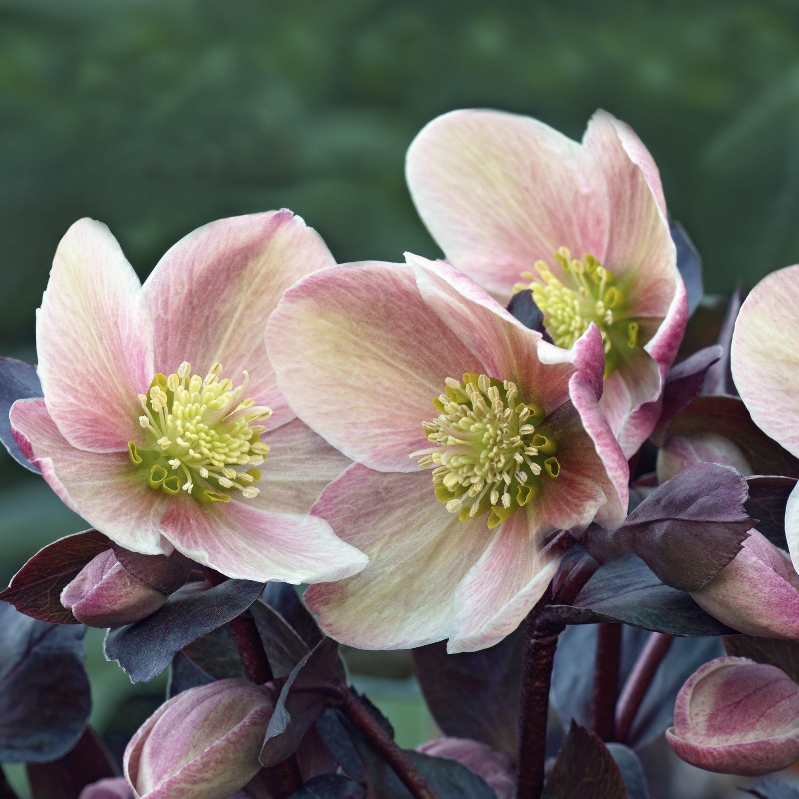 Helleborus x glandorfensis 'Love Bug' ~ HGC® Love Bug Lenten Rose-ServeScape
