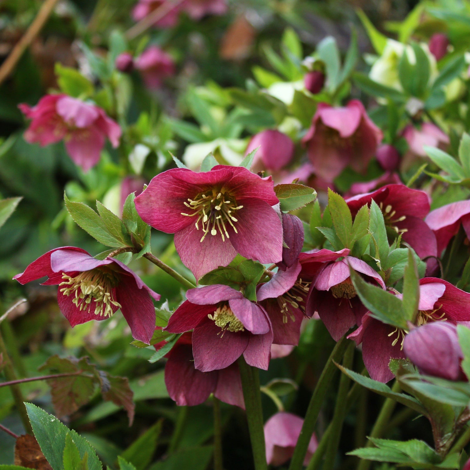 Helleborus x hybridus 'ABCRD02' ~ Frostkiss® Anna's Red Lenten Rose-ServeScape