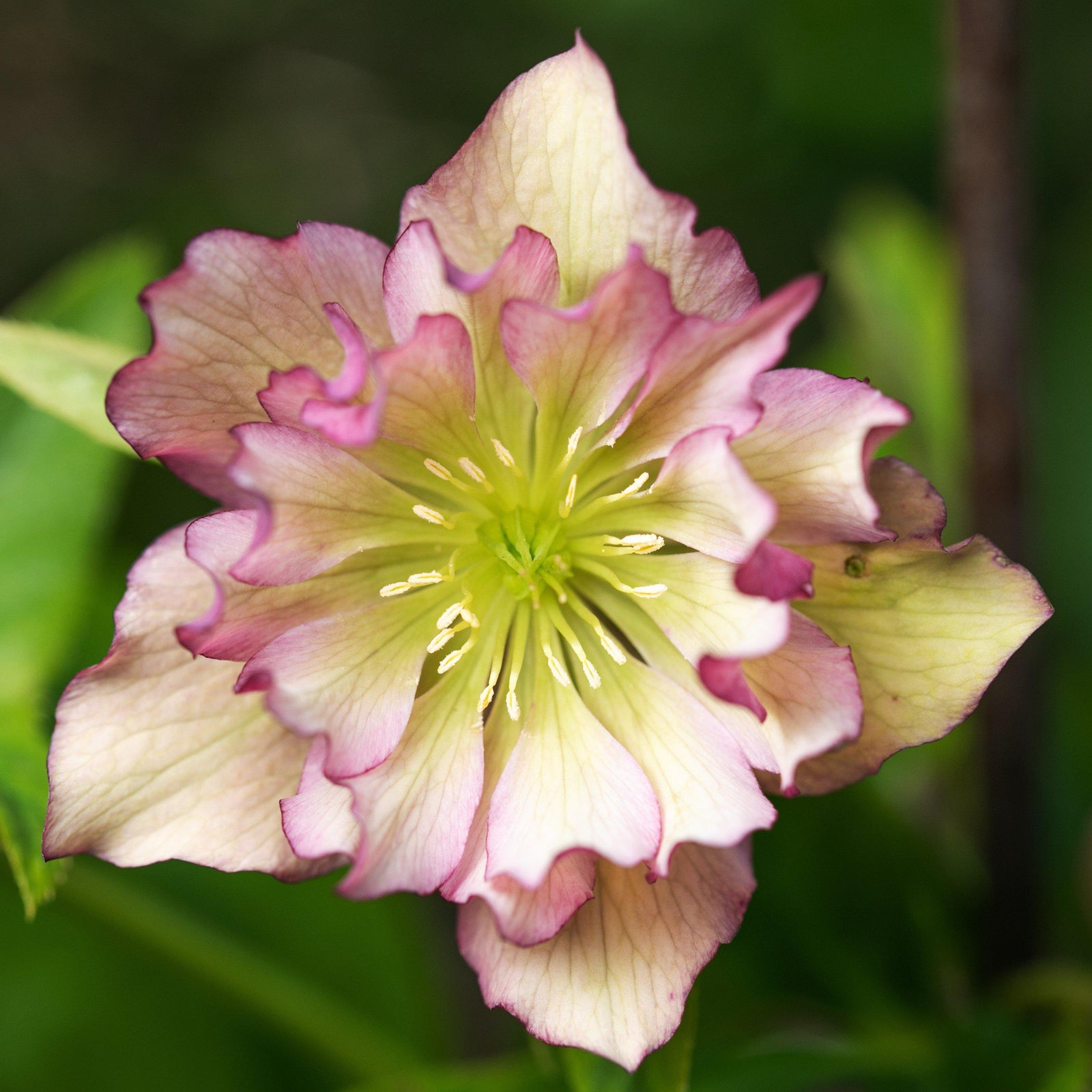 Helleborus x hybridus 'Amber Gem' ~ Winter Jewels™ Amber Gem Lenten Rose-ServeScape