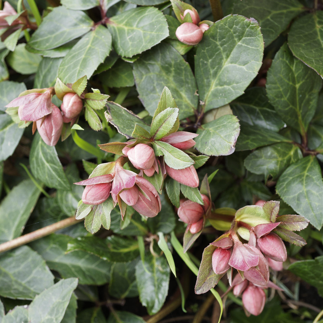 Helleborus x hybridus 'EPB 29' ~ FrostKiss™ Dorothy's Dawn® Lenten Rose-ServeScape