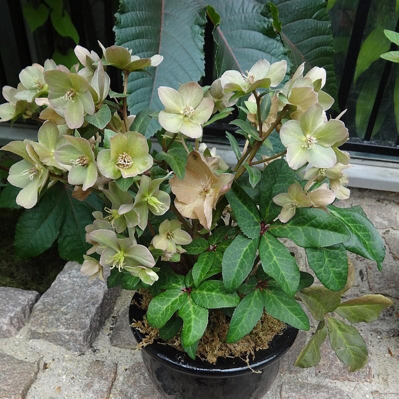 Helleborus x hybridus 'EPBRD01' ~ FrostKiss™ Molly's White Lenten Rose-ServeScape