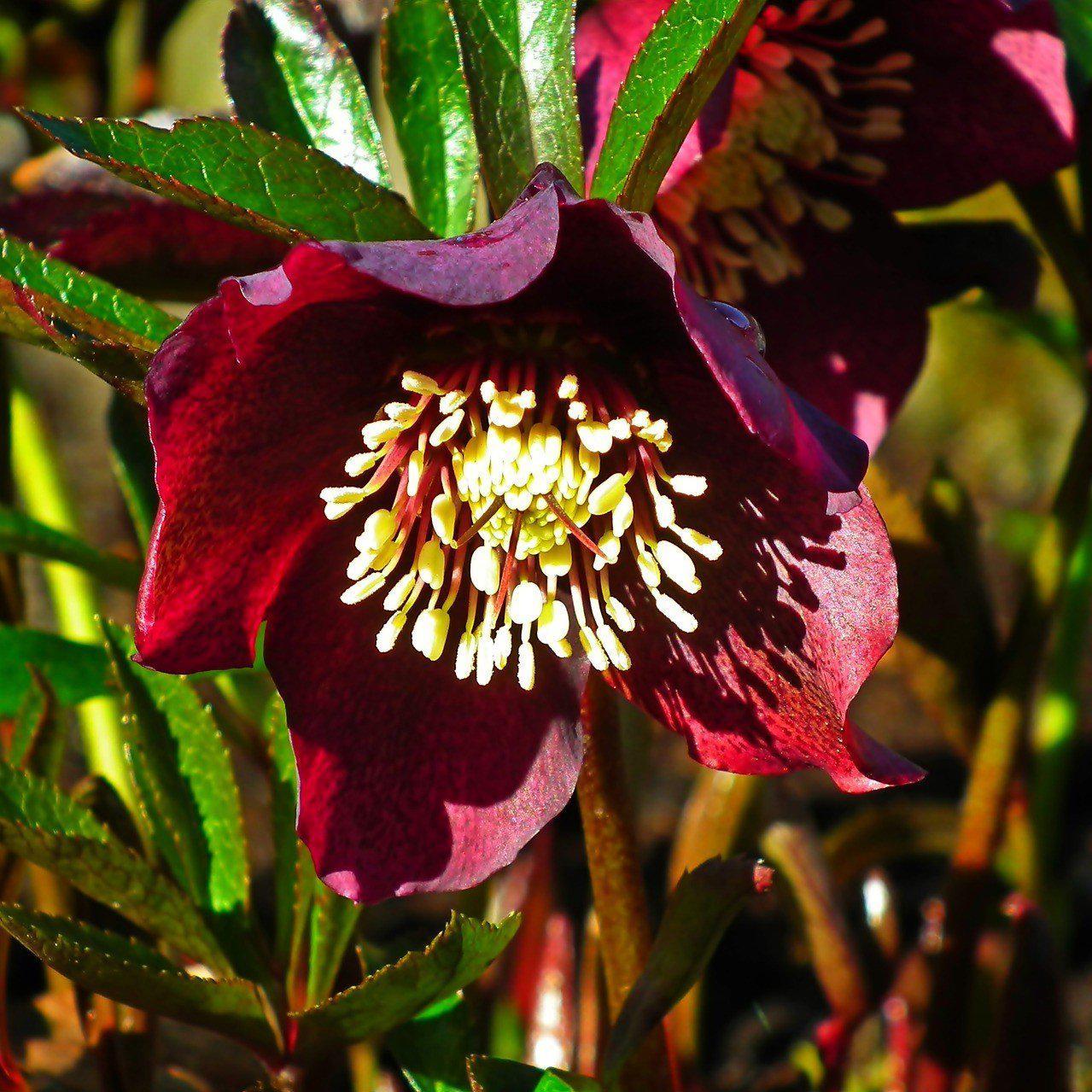 Helleborus x hybridus 'Ruby Wine' ~ Winter Jewels® Ruby Wine Lenten Rose - Delivered By ServeScape