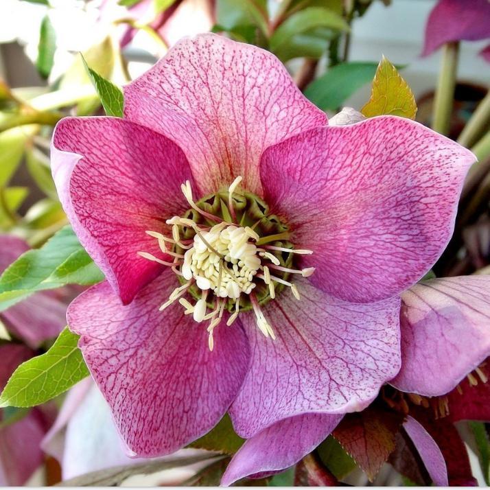 Helleborus x lemonnierae 'Lem 100' ~ HGC® Madame Lemonnier Lenten Rose - Delivered By ServeScape