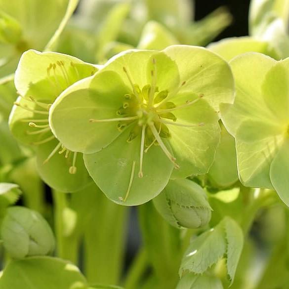 Helleborus x nigercors 'Snow Love' ~ Winter Magic™ Snow Love Lenten Rose - Delivered By ServeScape
