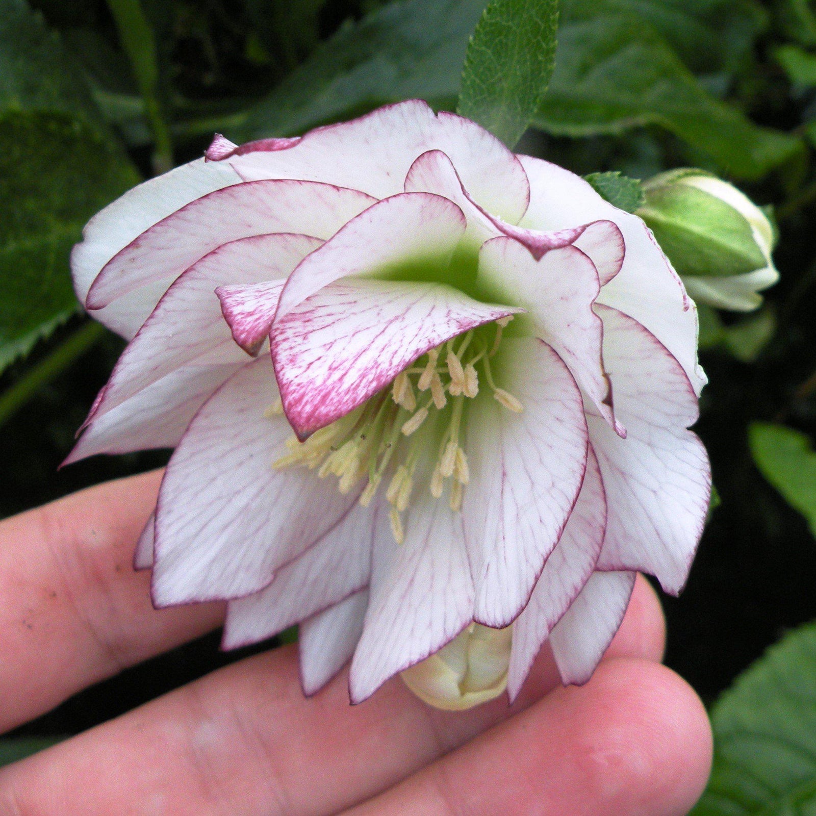 Helleborus x orientalis 'Double Ladies Mix' ~ Mixed Double Ladies Lenten Rose - Delivered By ServeScape