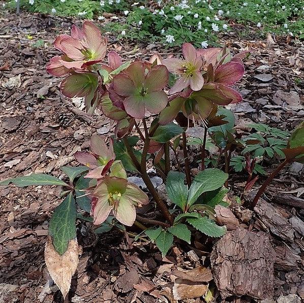 Helleborus x glandorfensis 'Coseh 5100' ~ HGC® Ice N' Roses® Dark Picotee Hellebore-ServeScape