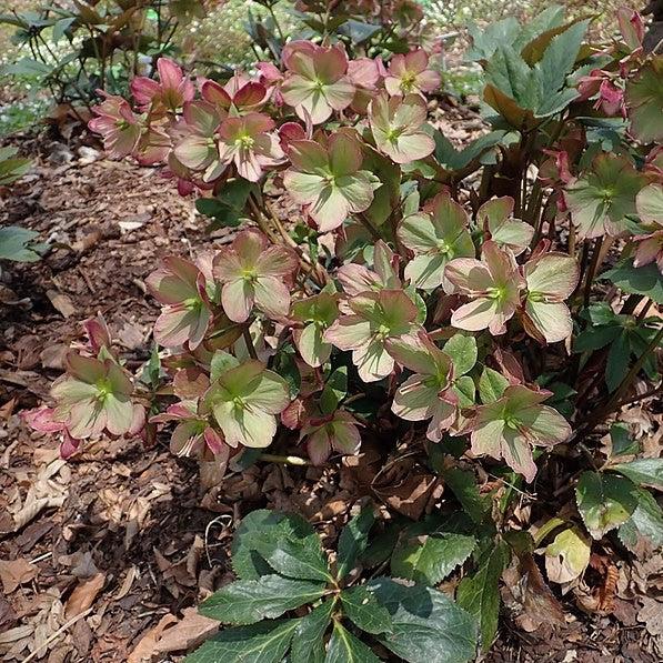Helleborus x glandorfensis 'Coseh 5100' ~ HGC® Ice N' Roses® Dark Picotee Hellebore-ServeScape