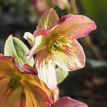 Helleborus x glandorfensis 'Coseh 5100' ~ HGC® Ice N' Roses® Dark Picotee Hellebore-ServeScape