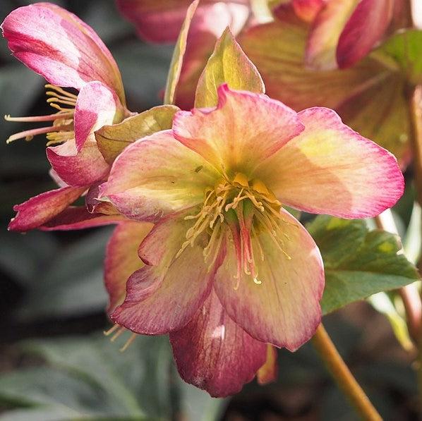 Helleborus x glandorfensis 'Coseh 5100' ~ HGC® Ice N' Roses® Dark Picotee Hellebore-ServeScape