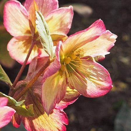 Helleborus x glandorfensis 'Coseh 5100' ~ HGC® Ice N' Roses® Dark Picotee Hellebore-ServeScape