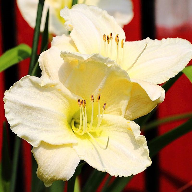 Hemerocallis 'Snowy Apparition' ~ Snowy Apparition Daylily-ServeScape