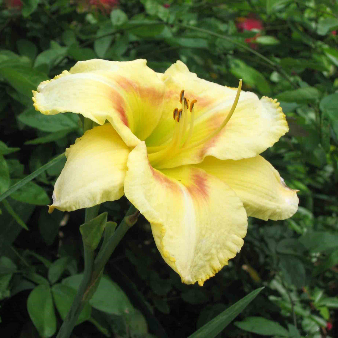 Hemerocallis 'Black Eyed Stella' ~ Black Eyed Stella Daylily-ServeScape