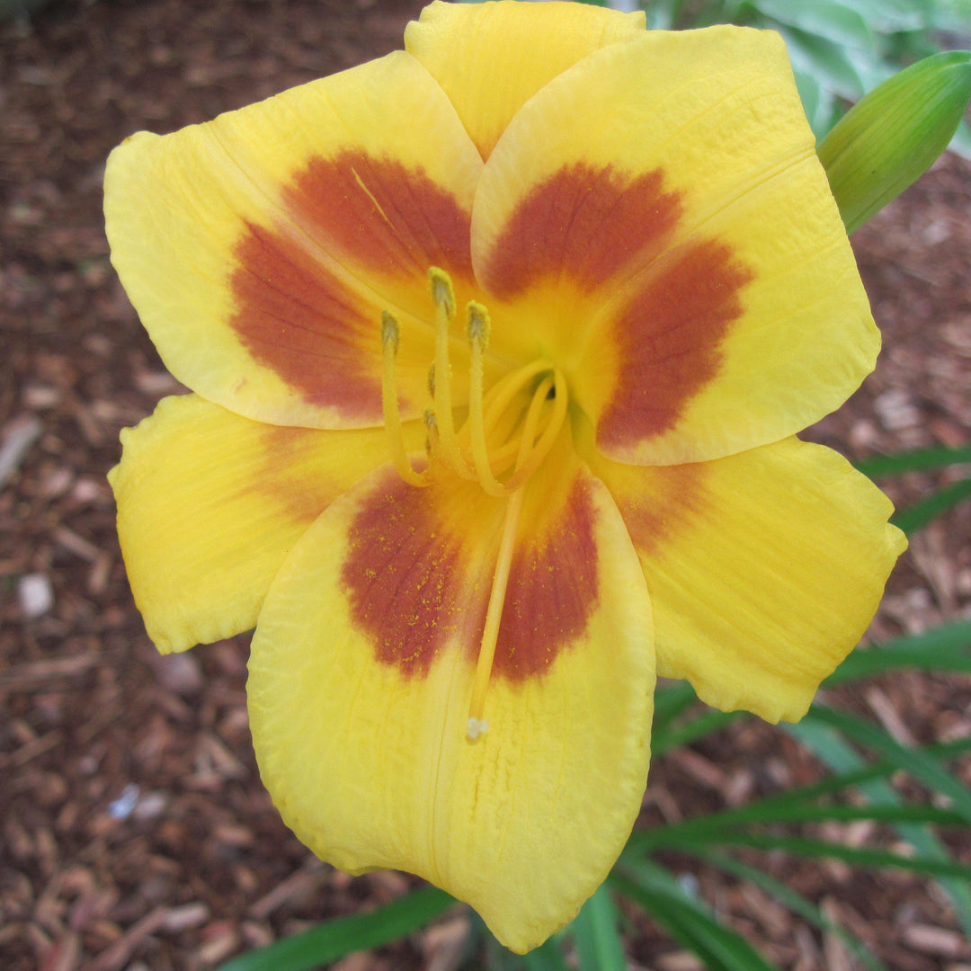 Hemerocallis 'Black Eyed Stella' ~ Black Eyed Stella Daylily-ServeScape