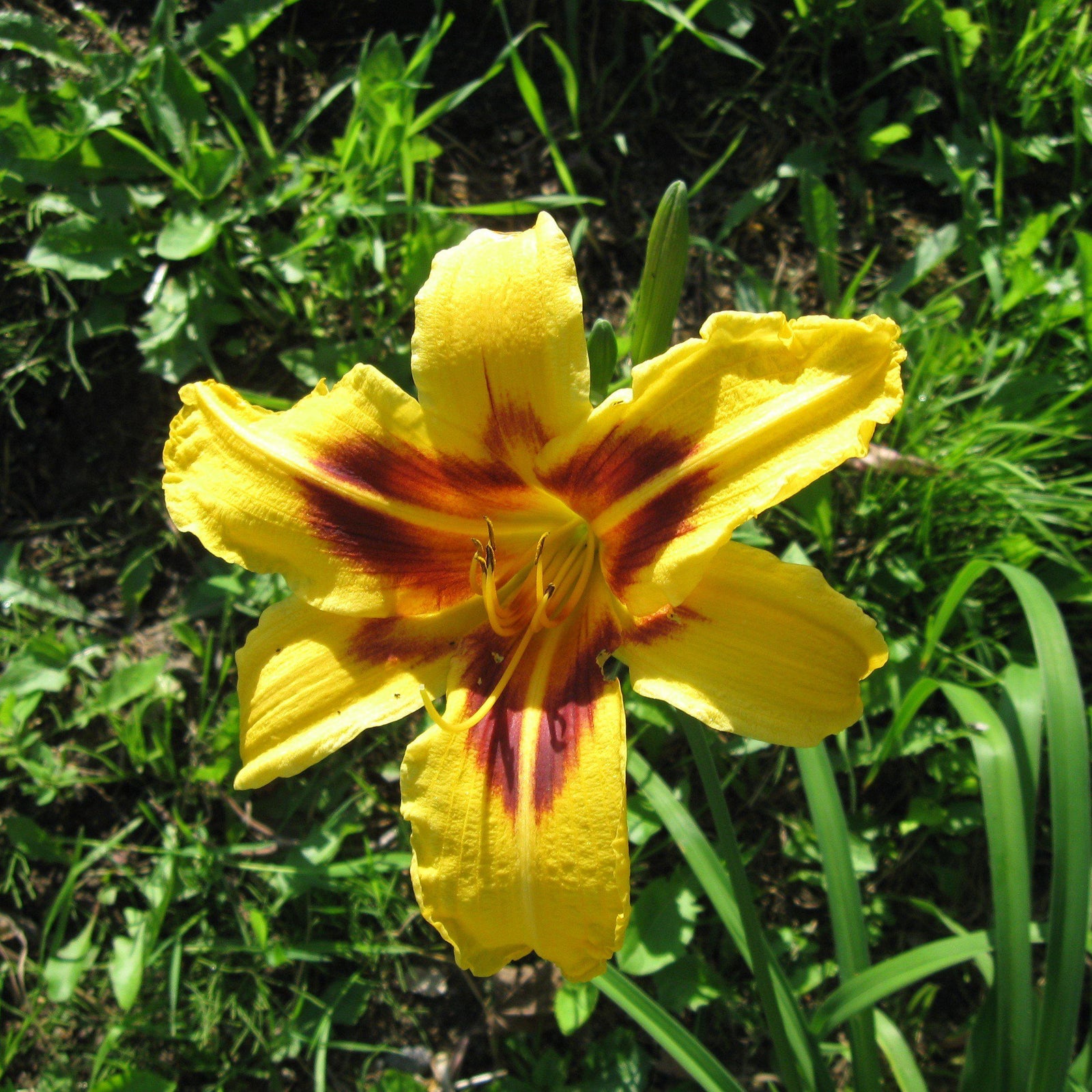 Hemerocallis 'Bonanza' ~ Bonanza Daylily - Delivered By ServeScape
