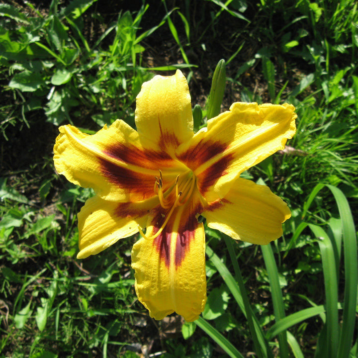 Hemerocallis 'Bonanza' ~ Bonanza Daylily - Delivered By ServeScape