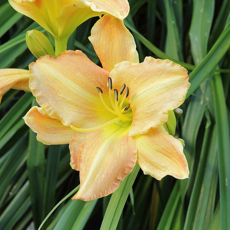 Hemerocallis 'Butterscotch Ruffles' ~ Butterscotch Ruffles Daylily-ServeScape