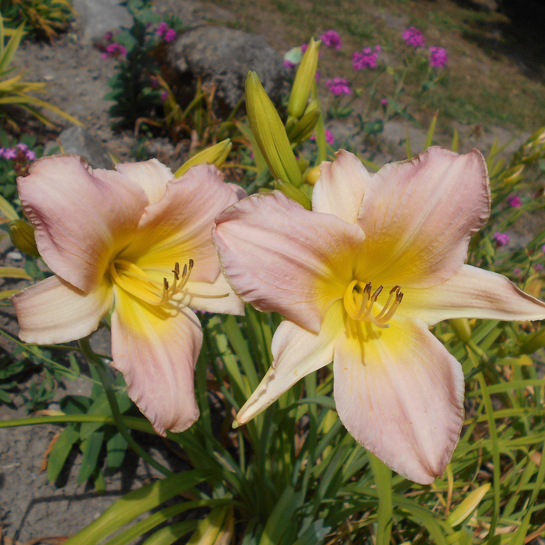 Hemerocallis 'Catherine Woodbury' ~ Catherine Woodbury Daylily - Delivered By ServeScape