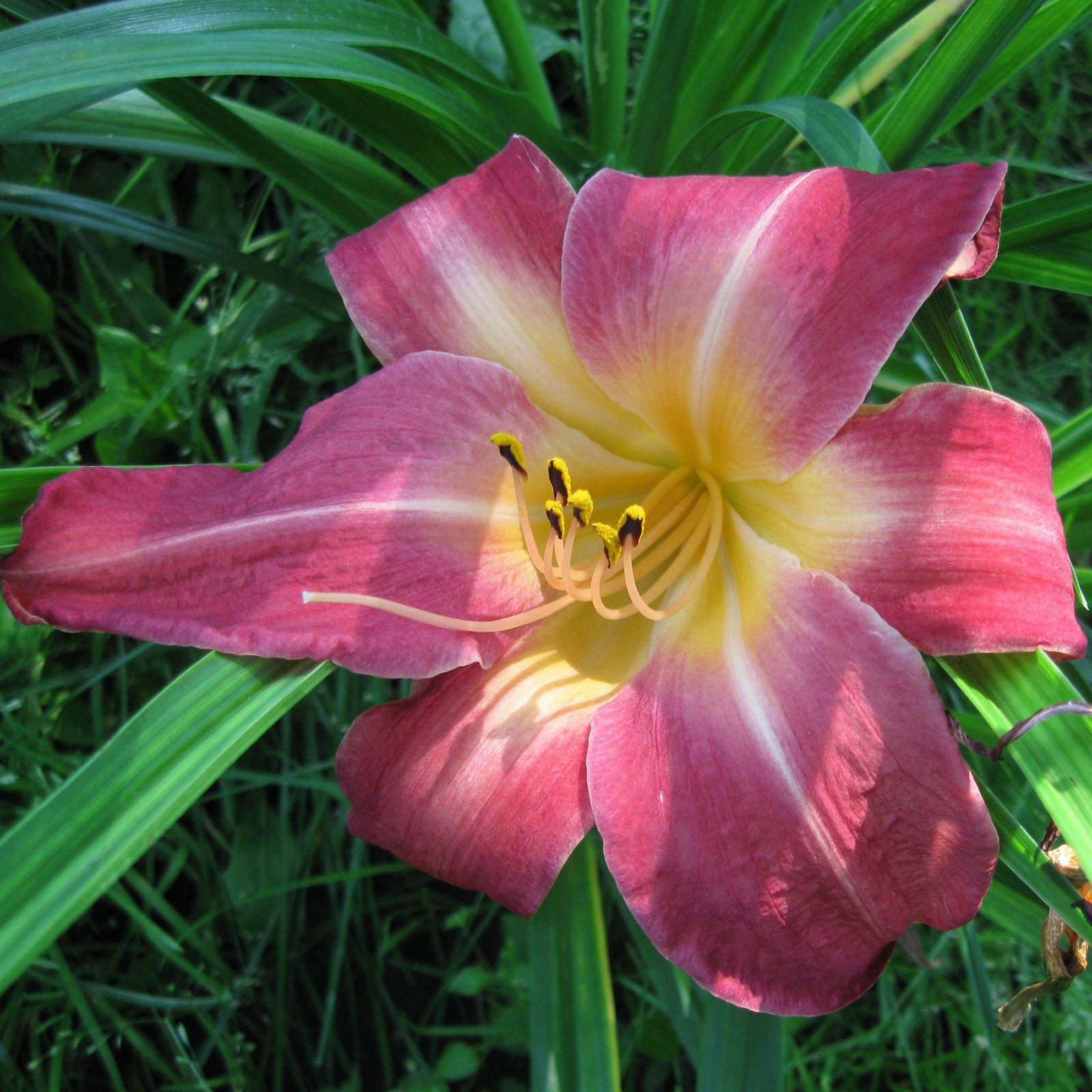 Hemerocallis 'Cherry Cheeks' ~ Cherry Cheeks Daylily - Delivered By ServeScape
