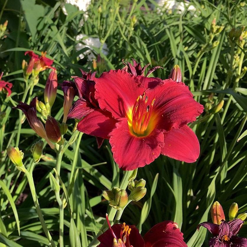 Hemerocallis 'Cranberry Baby' ~ Cranberry Baby Daylily-ServeScape