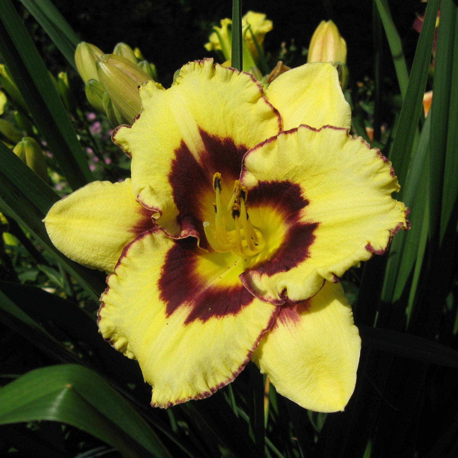 Hemerocallis 'El Desperado' ~ El Desperado Daylily - Delivered By ServeScape