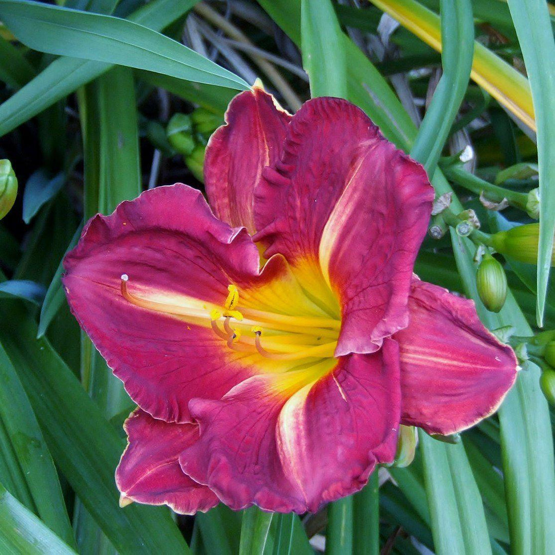 Hemerocallis 'Grape Ripples' ~ Grape Ripples Daylily-ServeScape